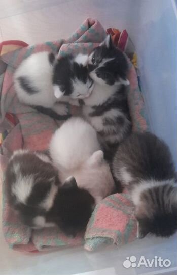 Котята 1,5 месяца