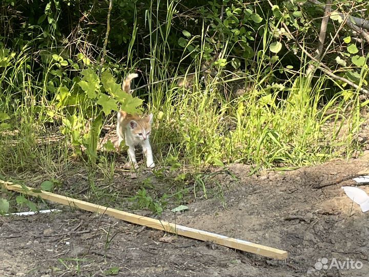 Подарите шанс на жизнь рыжим солнышкам