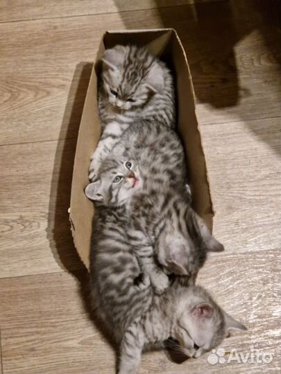 Котята 2 месяца