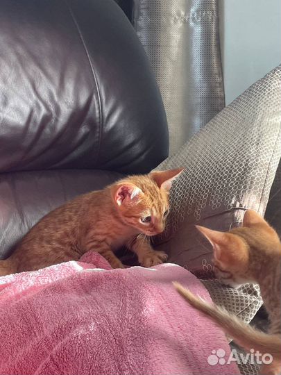 Котята породистые