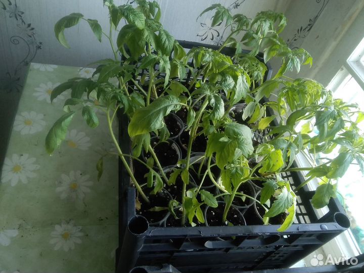 Рассада помидор и огурцов