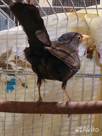 Певчая птица