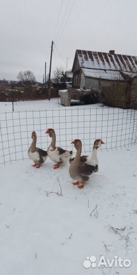 Гуси холмогоры