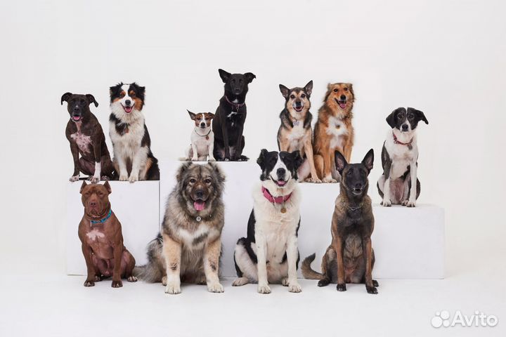 Дрессировка и коррекция поведения собак