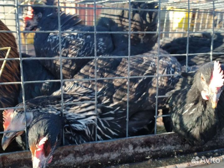 Петухи,гуси,утки