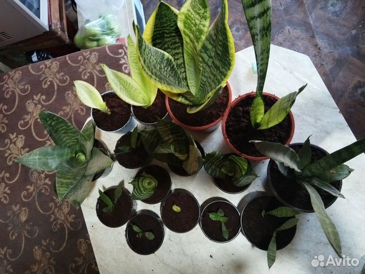 Сансевиерия сортовая