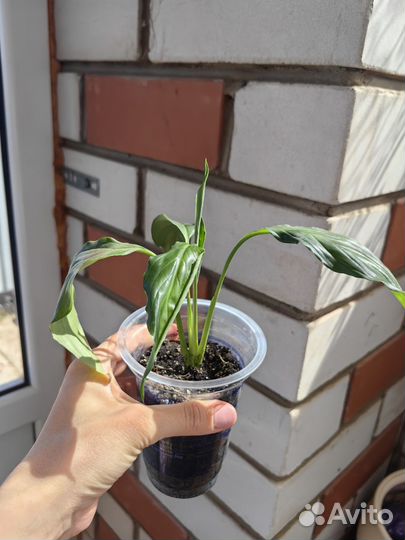 Комнатные растения