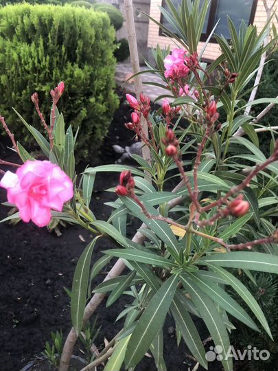 Олеандр розовый