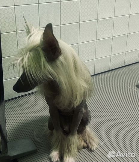 Груминг с выездом на дом