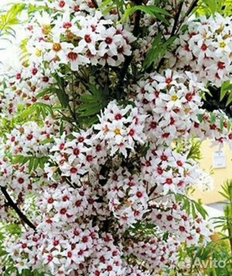 Чекалкин орех