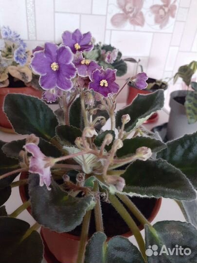 Фиалки,алое,каланхое,толстянка