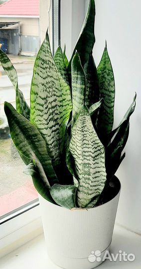 Сансевиерия Зейланика