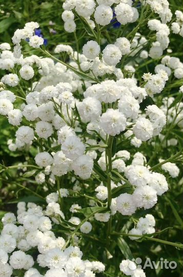 Садовые цветы