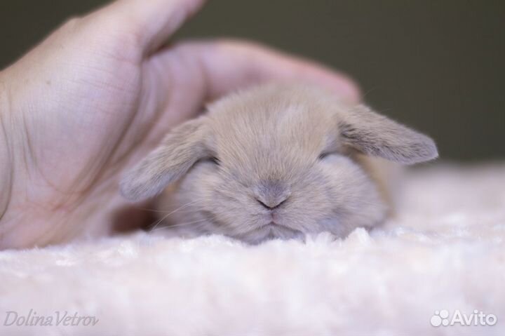 Вислоухие крольчата малыши изабелловые минилопы