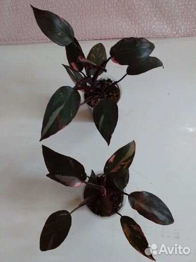 Филодендроны