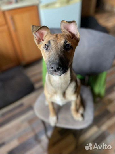 В добрые руки, щенок девочка