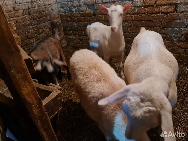 Альпийские козы