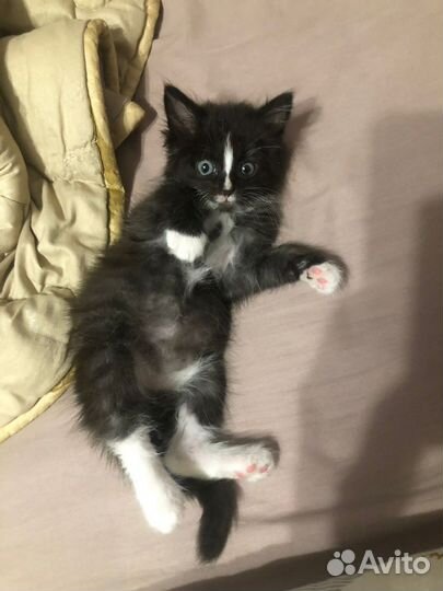 Котик в добрые руки