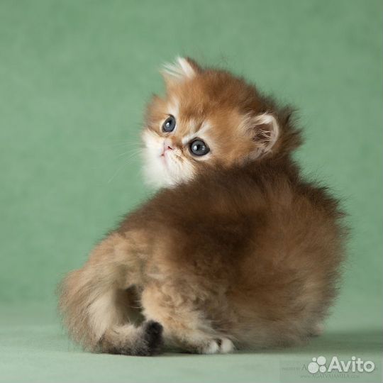 Котята золотые британские длинношерстные шиншиллы