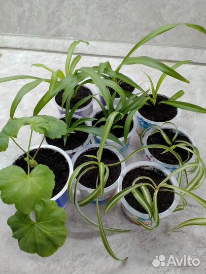 Цветы комнатные