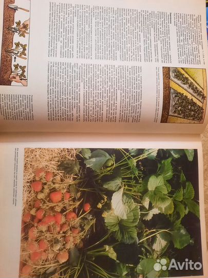 Энциклопедия садовода