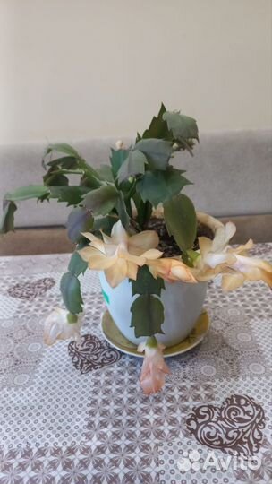 Декабрист шлюмбергера сортовой