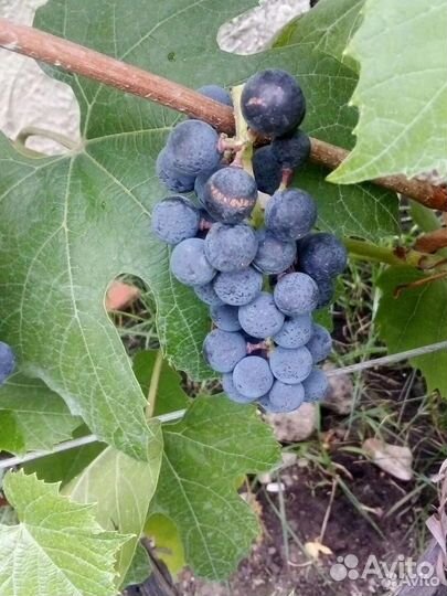 Саженцы, черенки винограда