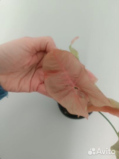 Сингониум розовая икра