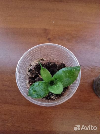 Сансевиерия Ханни