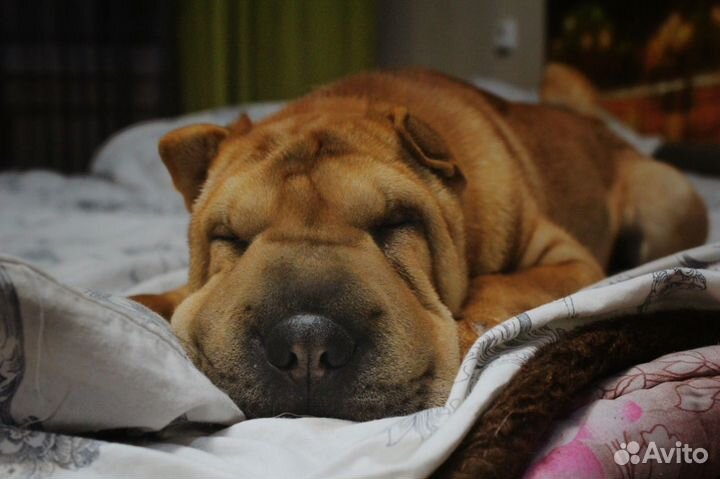 Фотосессия с шарпеем