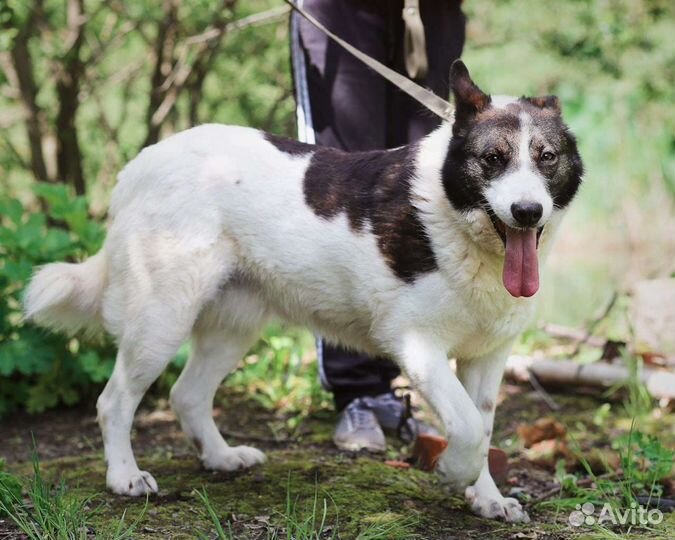 Собака в добрые руки