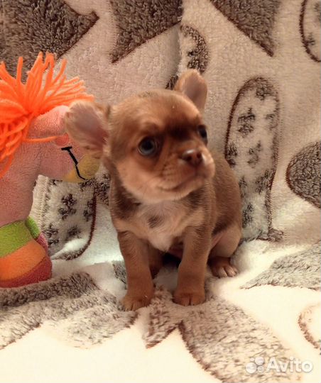 Счастливчик Лаки