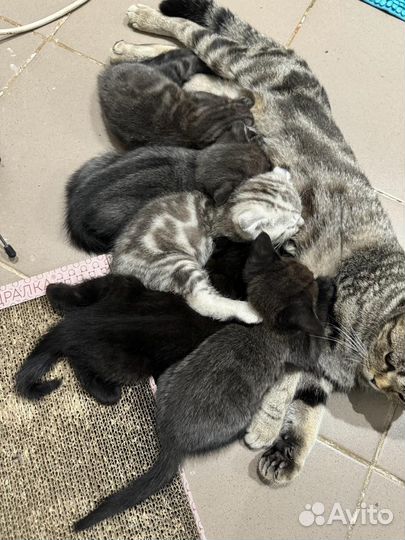 Шотландские вислоухие котята