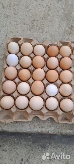 Инкубационные яйца породистых кур