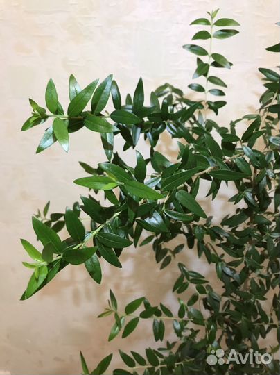 Миртовое дерево