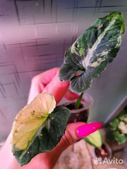 Сингониум Яичница, Клубничный лёд