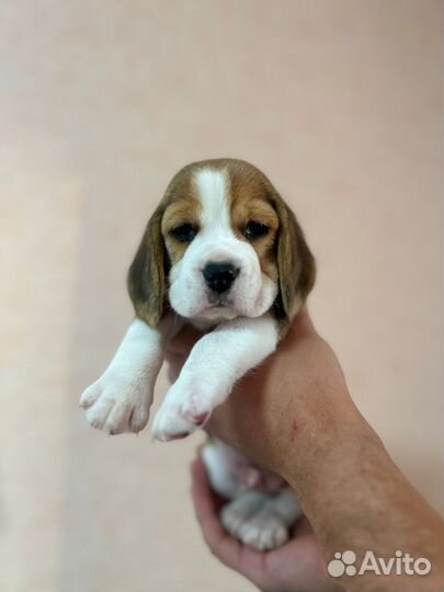 Щенки бигль