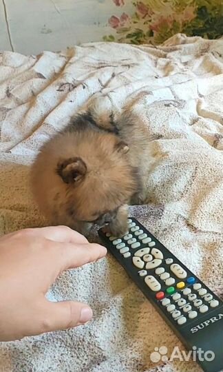 Померанская девочка мини