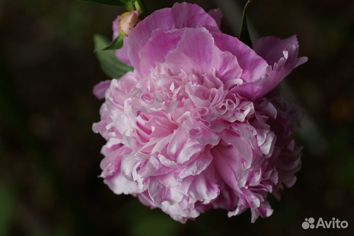 Пионы на осень