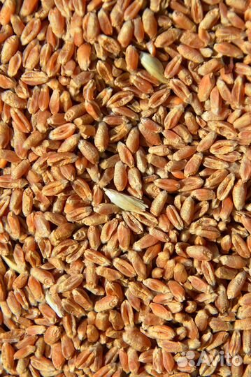 Продам зерно