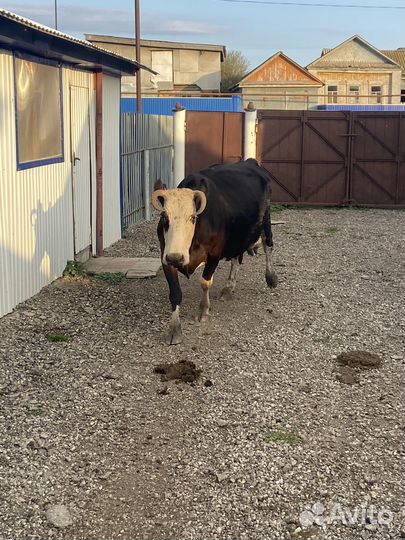 Корова дойная