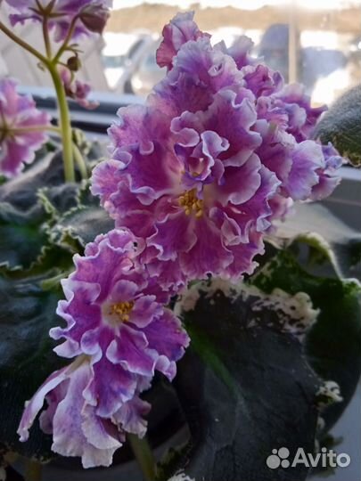 Сортовые фиалки