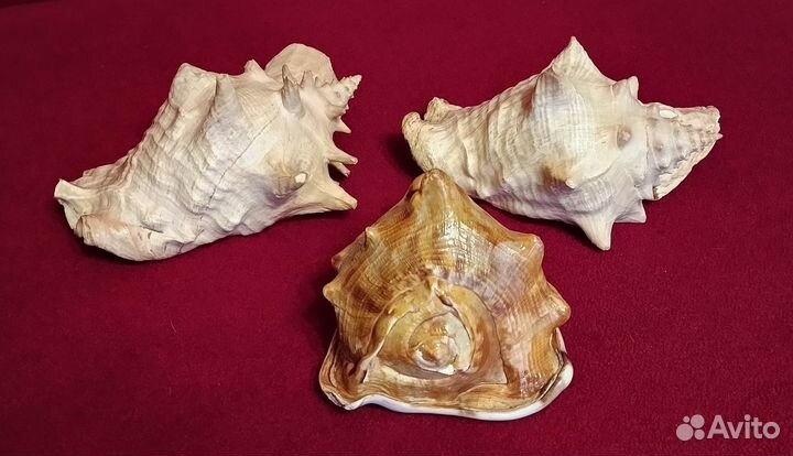 Большие ракушки