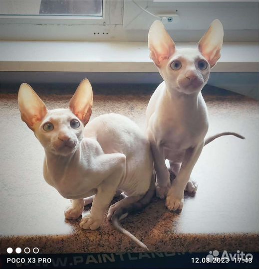 Котята корниш рекс