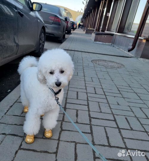 Вязка. Плодовитый пудель миниатюра)