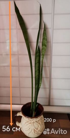 Сансевьера трехполосная (S. trifasciata)