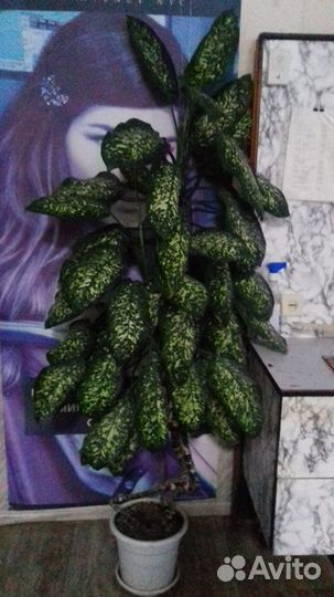 Диффенбахия