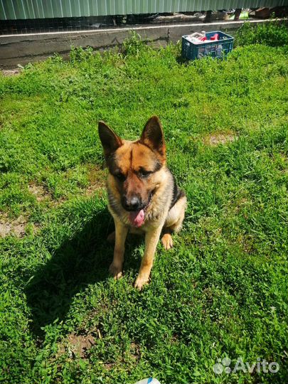 Немецкая овчарка вязка