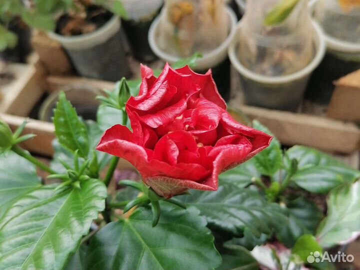 Гибискус жёлтый и красн махровый