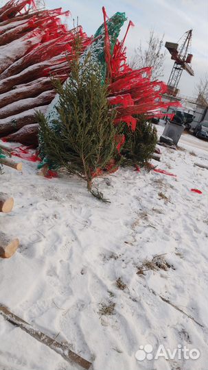 Живые ёлки и пихты с бесплатной доставкой